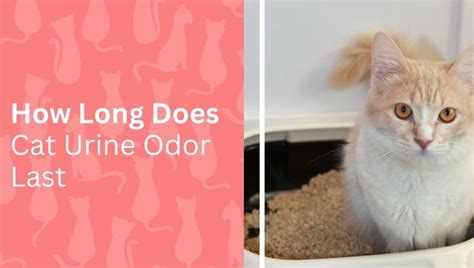 How long does cat urine odor last?