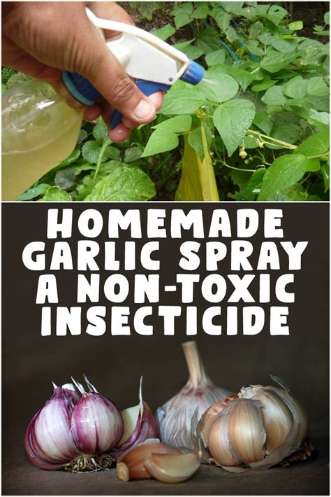 How long does garlic spray last?
