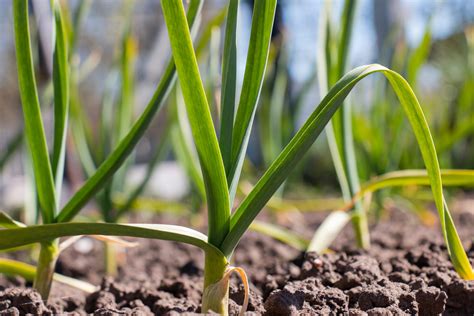 How long does garlic stay in the ground?