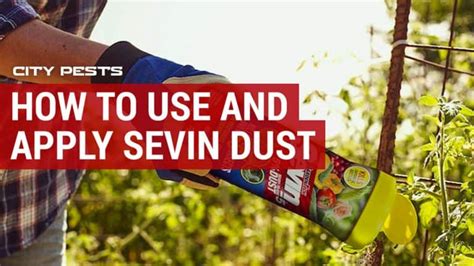 How long does insecticide dust take to work?