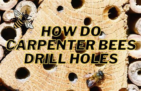 How long does it take a carpenter bee to drill a hole in wood?