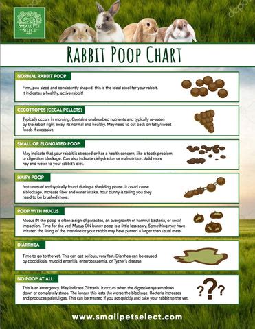 How long does it take a rabbit to poop after GI stasis?