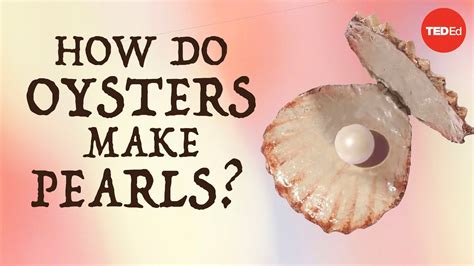 How long does it take an oyster to make a pearl?