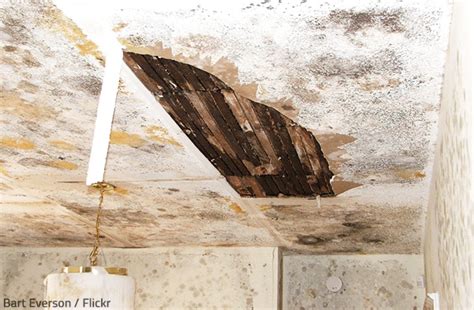 How long does it take black mold to form from a water leak?