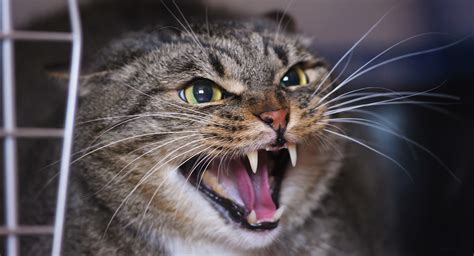 How long does it take cats to stop hissing at each other?