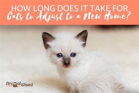 How long does it take for a cat to adjust to a new home?