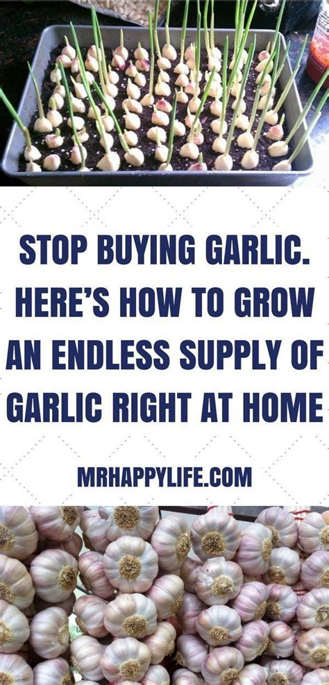 How long does it take for a clove of garlic to turn into a bulb?