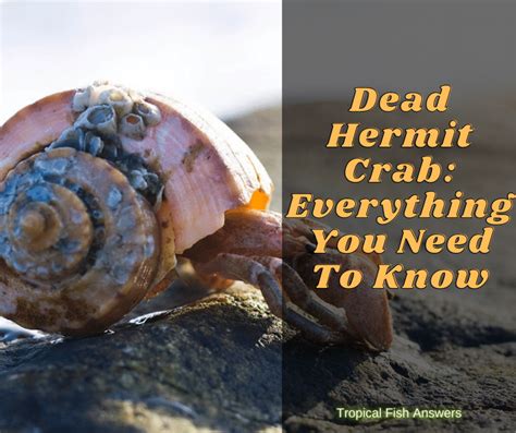 How long does it take for a dead hermit crab to smell?