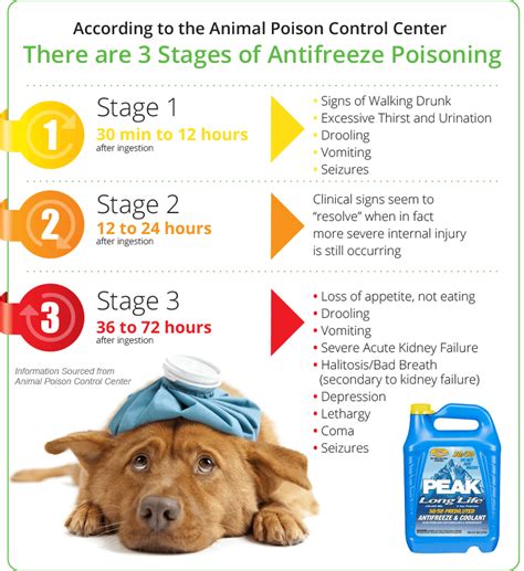 How long does it take for a dog to show signs of poisoning?