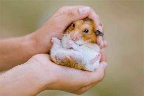 How long does it take for a hamster to like you?
