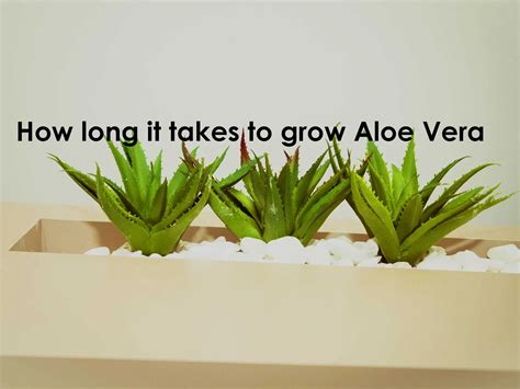 How long does it take for aloe vera to work?