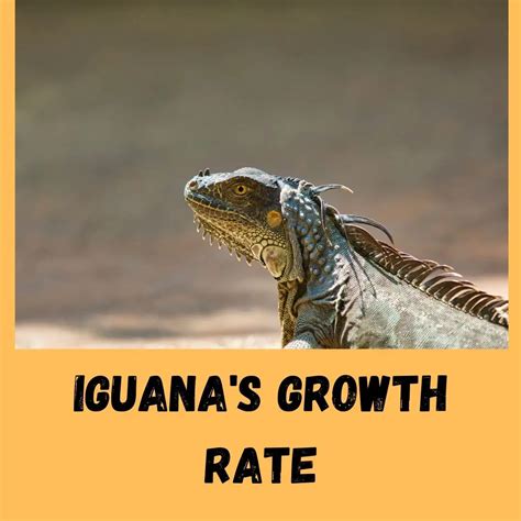 How long does it take for an iguana to get used to you?