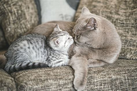 How long does it take for an older cat to accept a kitten?