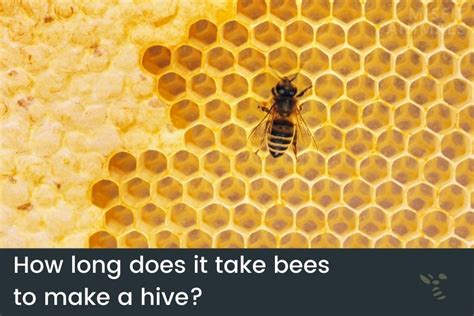 How long does it take for bees to leave?
