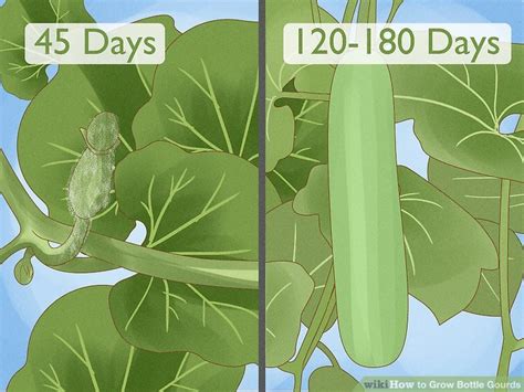 How long does it take for bottle gourd to grow?