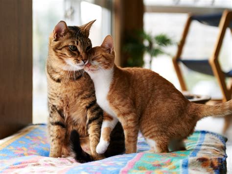 How long does it take for cats to get used to each other?