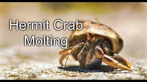 How long does it take for crab to rot?