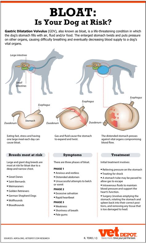 How long does it take for dog bloat to go away?