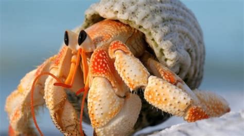 How long does it take for hermit crabs to acclimate?