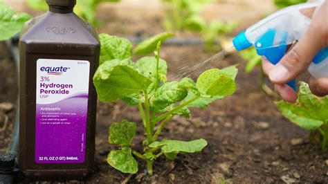 How long does it take for hydrogen peroxide to work on plants?