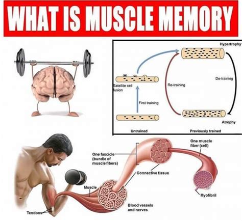 How long does it take for muscle memory to come back?