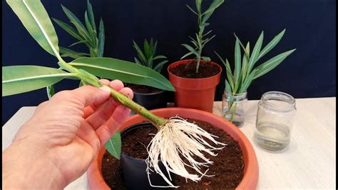 How long does it take for oleander cuttings to root?