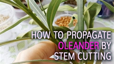 How long does it take for oleander cuttings to root in water?