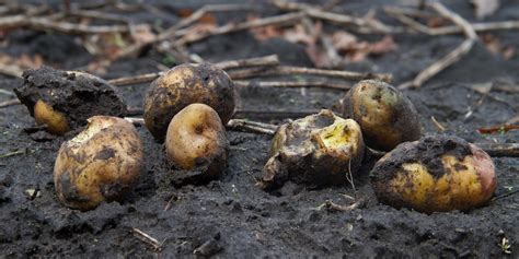 How long does it take for potatoes to rot in the ground?