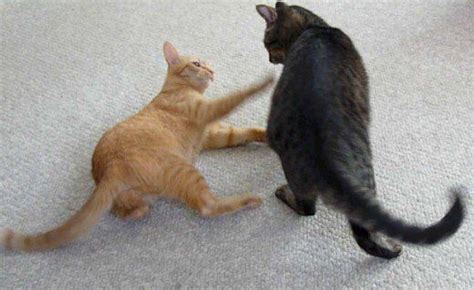 How long does it take for two cats to stop fighting?