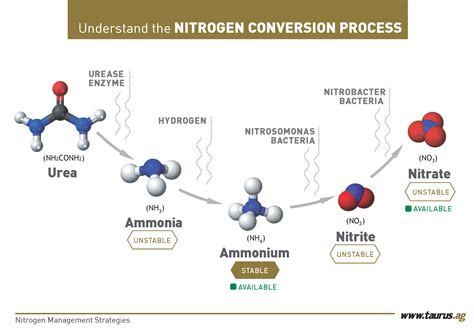 How long does it take for urea to convert to ammonium?