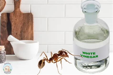 How long does it take for vinegar to repel ants?