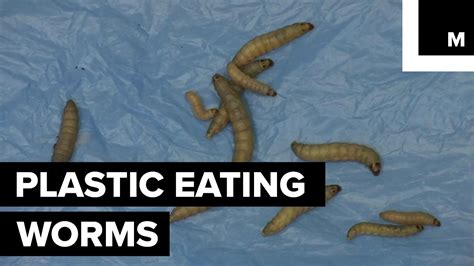 How long does it take for worms to eat plastic?