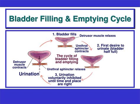 How long does it take for your bladder to fill?