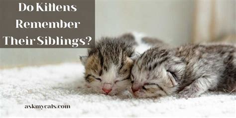 How long does it take kittens to forget their siblings?