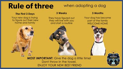 How long does it take to adjust to a second dog?