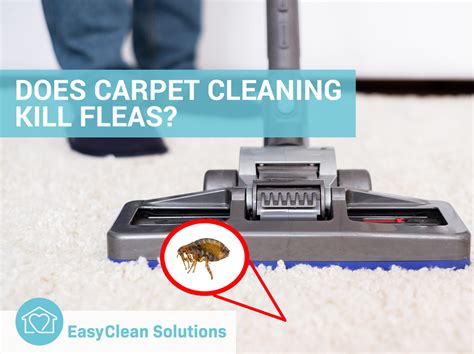 How long does it take to get rid of fleas by vacuuming?