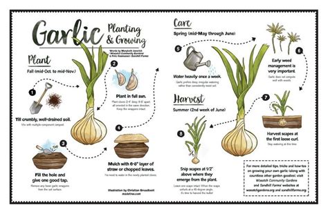 How long does it take to grow a full bulb of garlic?