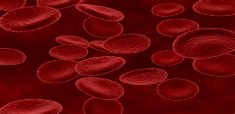 How long does it take to increase your red blood cell count?