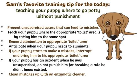 How long does it take to potty train a puppy with a bell?