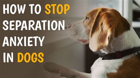 How long does it take to stop separation anxiety in dogs?