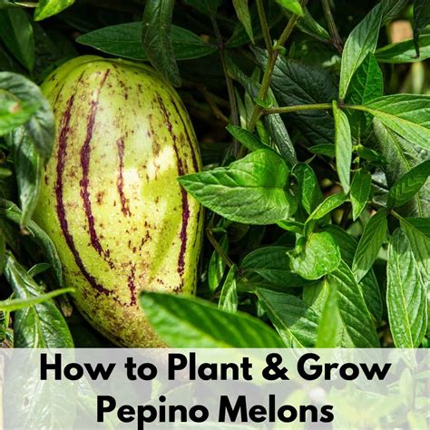 How long does pepino take to grow?