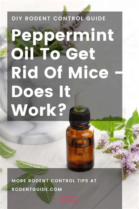 How long does peppermint keep mice away?