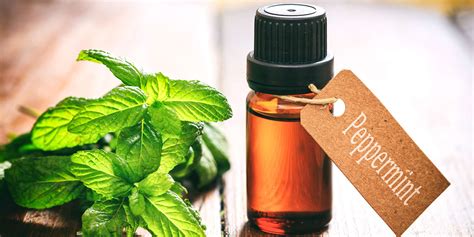 How long does peppermint oil smell last?