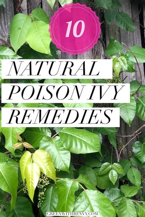 How long does poison ivy oil stay on skin?