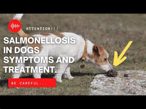 How long does salmonella symptoms last in dogs?