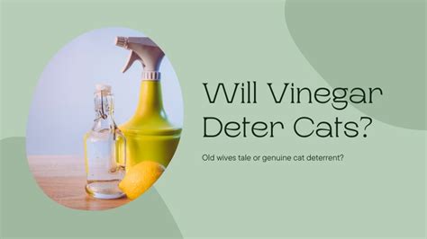 How long does vinegar keep cats away?