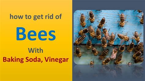 How long does vinegar take to get rid of bees?