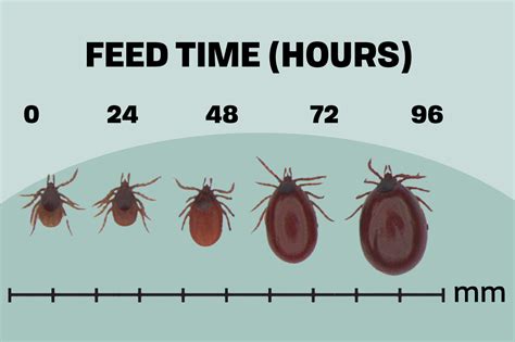 How long is 1 hour in ticks?