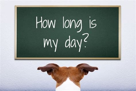 How long is 1 week in dog time?