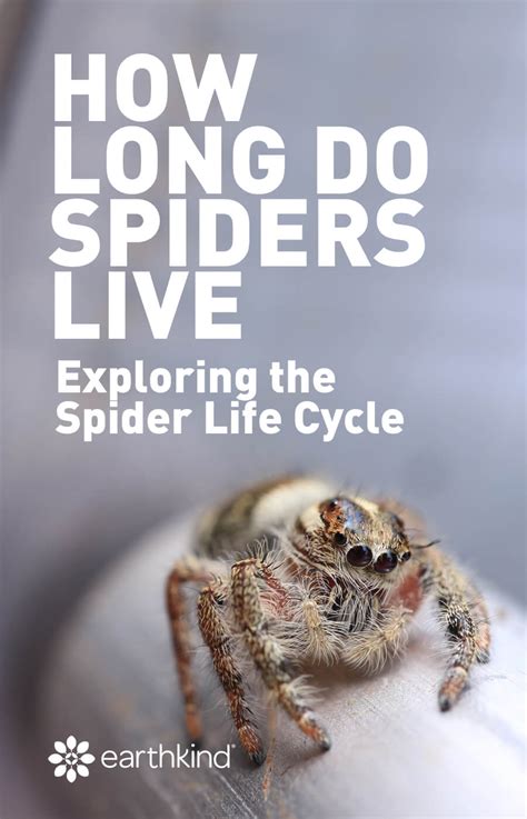 How long is Spider 3?